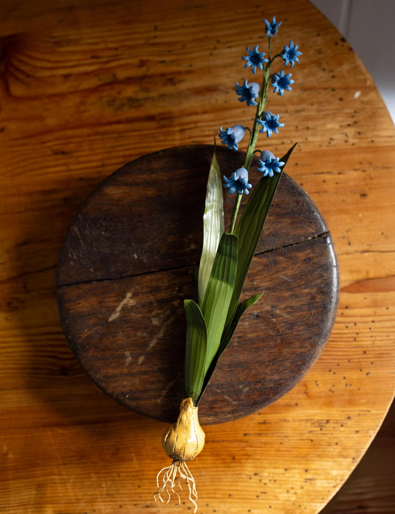 Bluebell Wall Flower