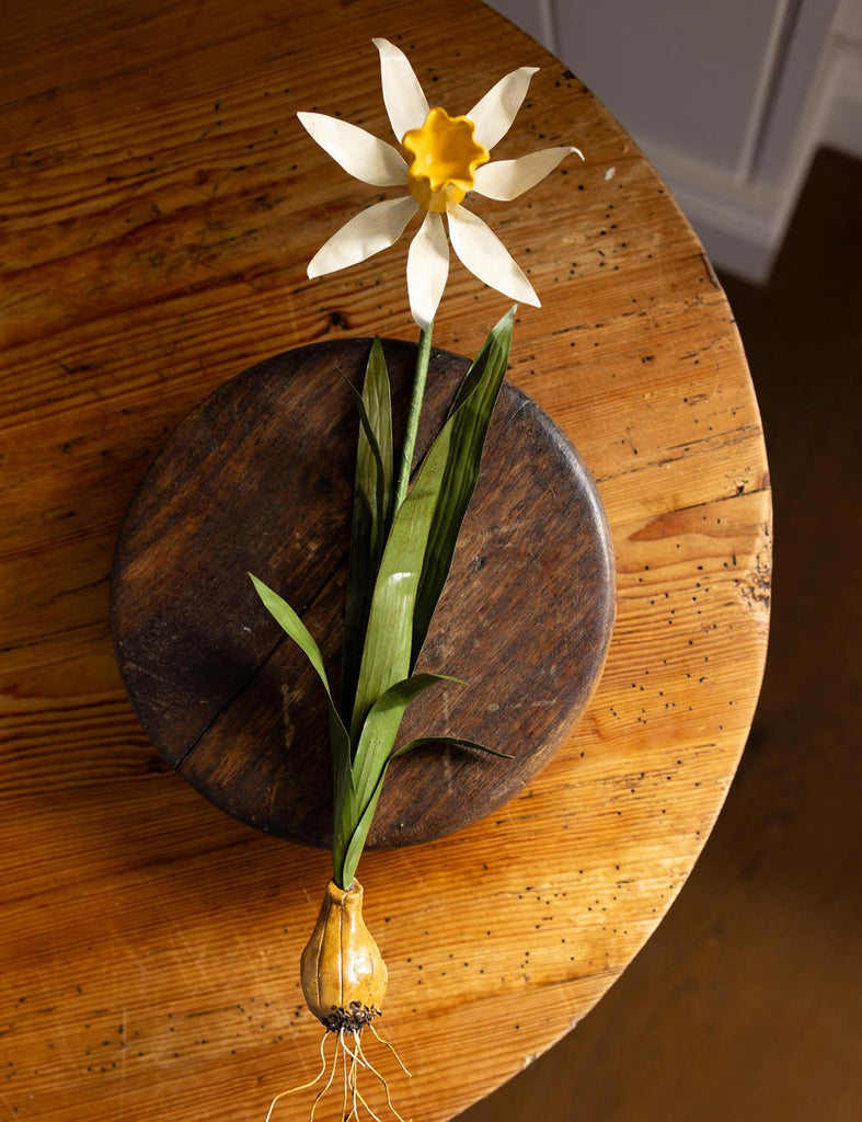 Daffodil Wall Flower