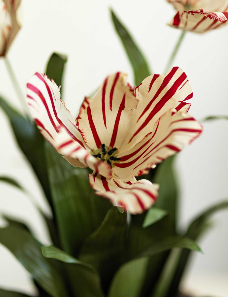Striped Tulip