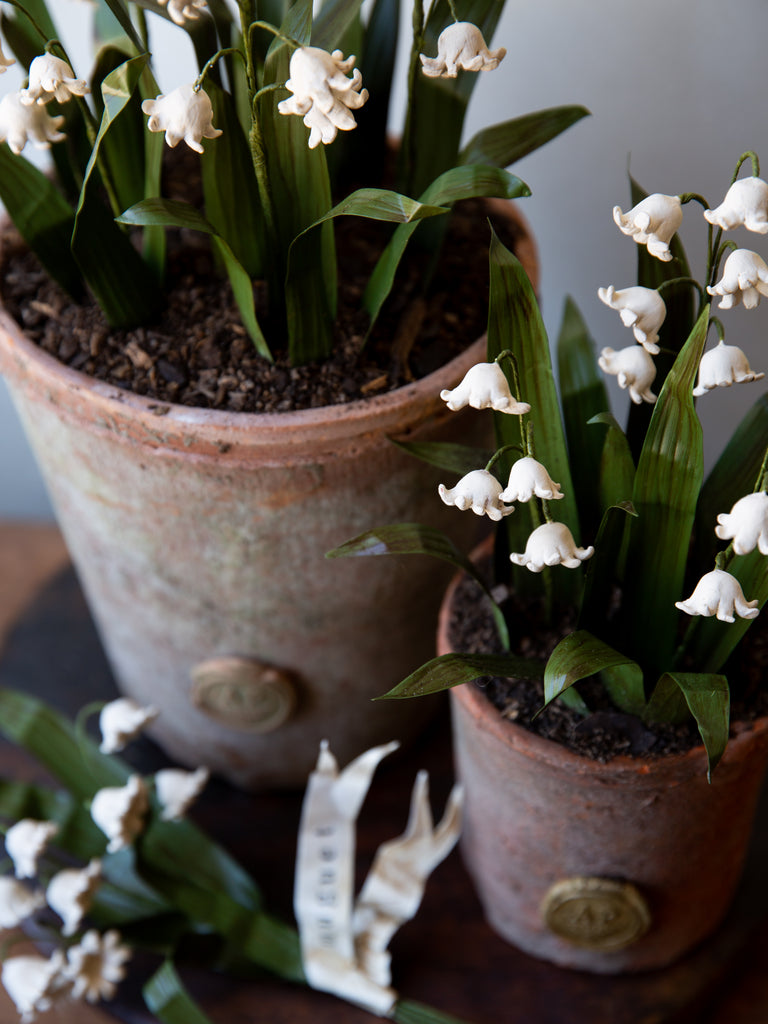 Lily of The Valley Pots