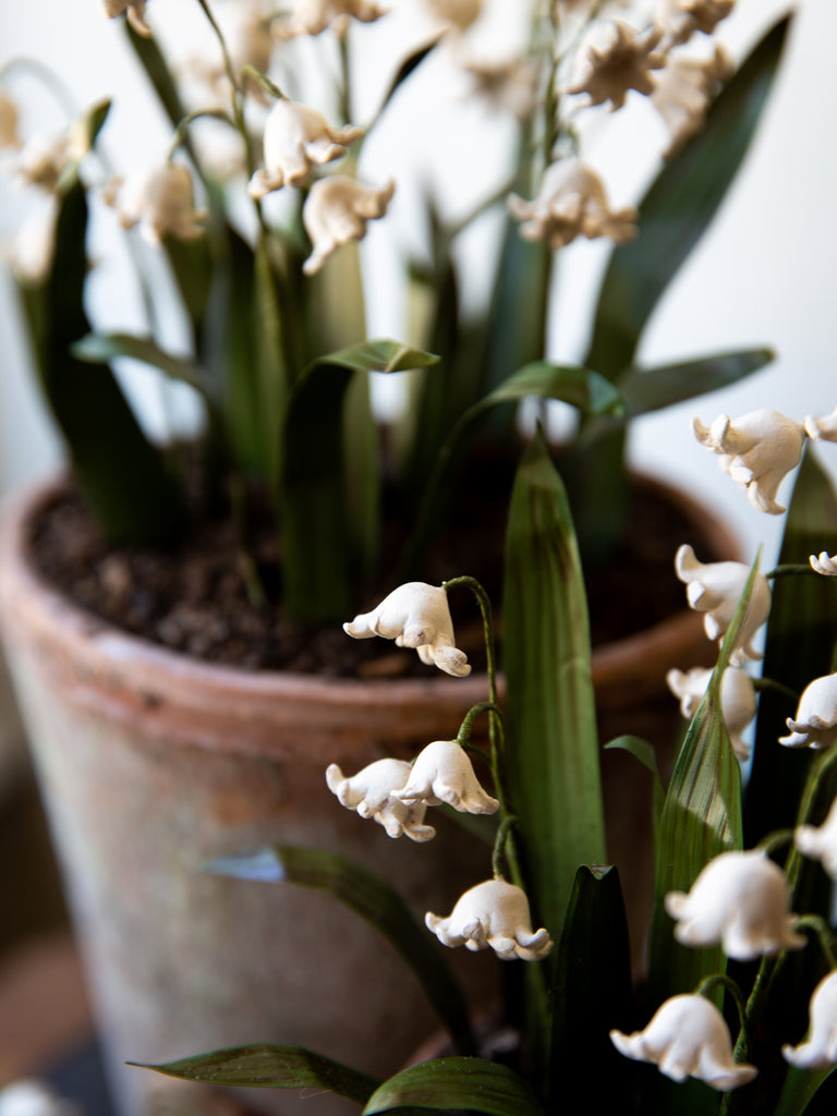 Lily of The Valley Pots