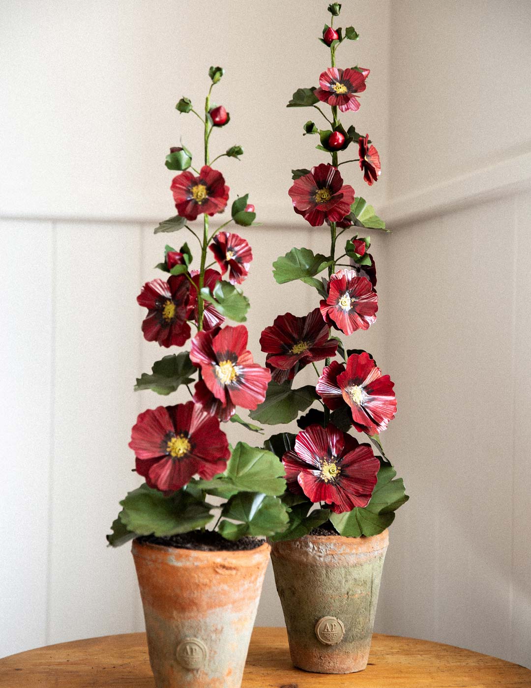 planting hollyhocks in pots Crimson Cherry Single Hollyhock – Aimee Pradel