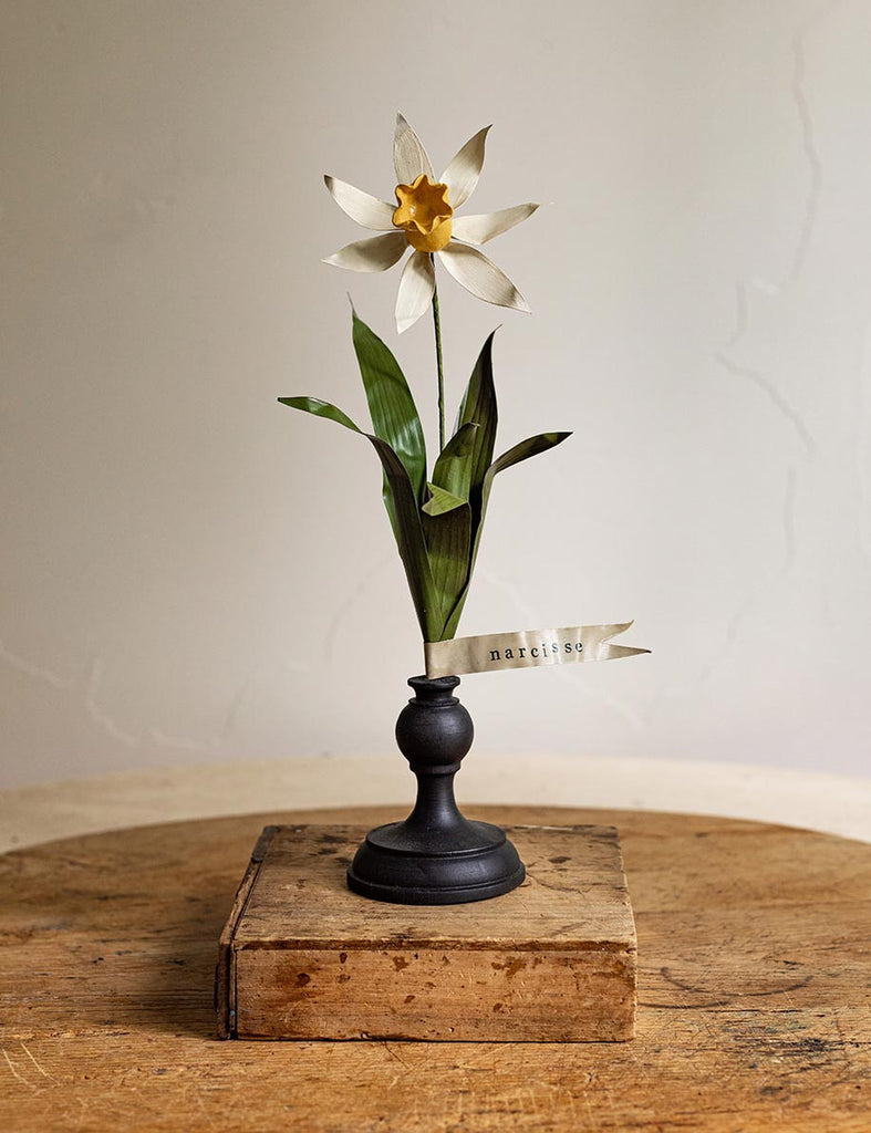 Daffodil - Narcisse