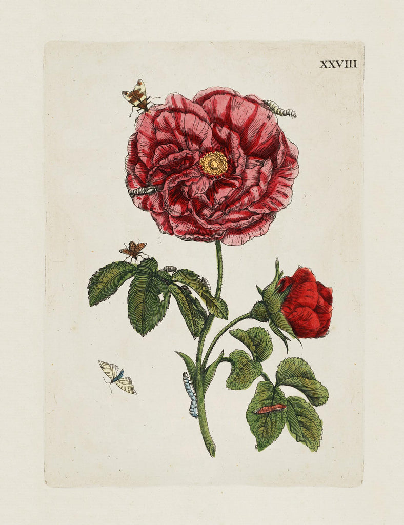 Botanical Gift Cards