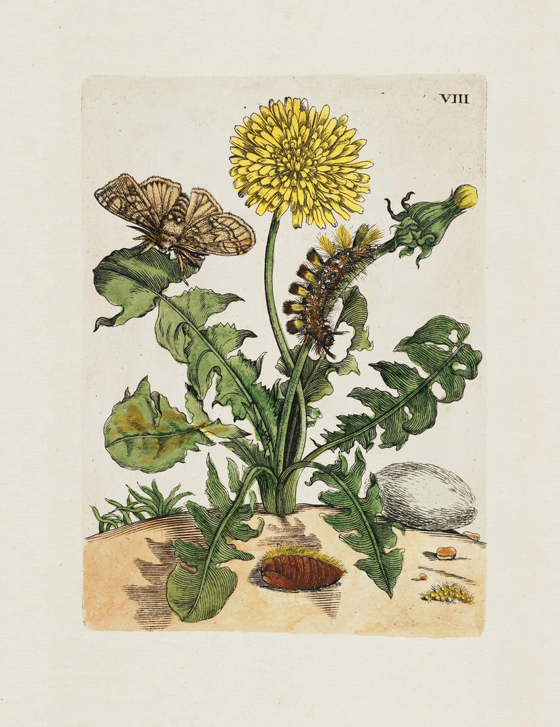 Botanical Gift Cards