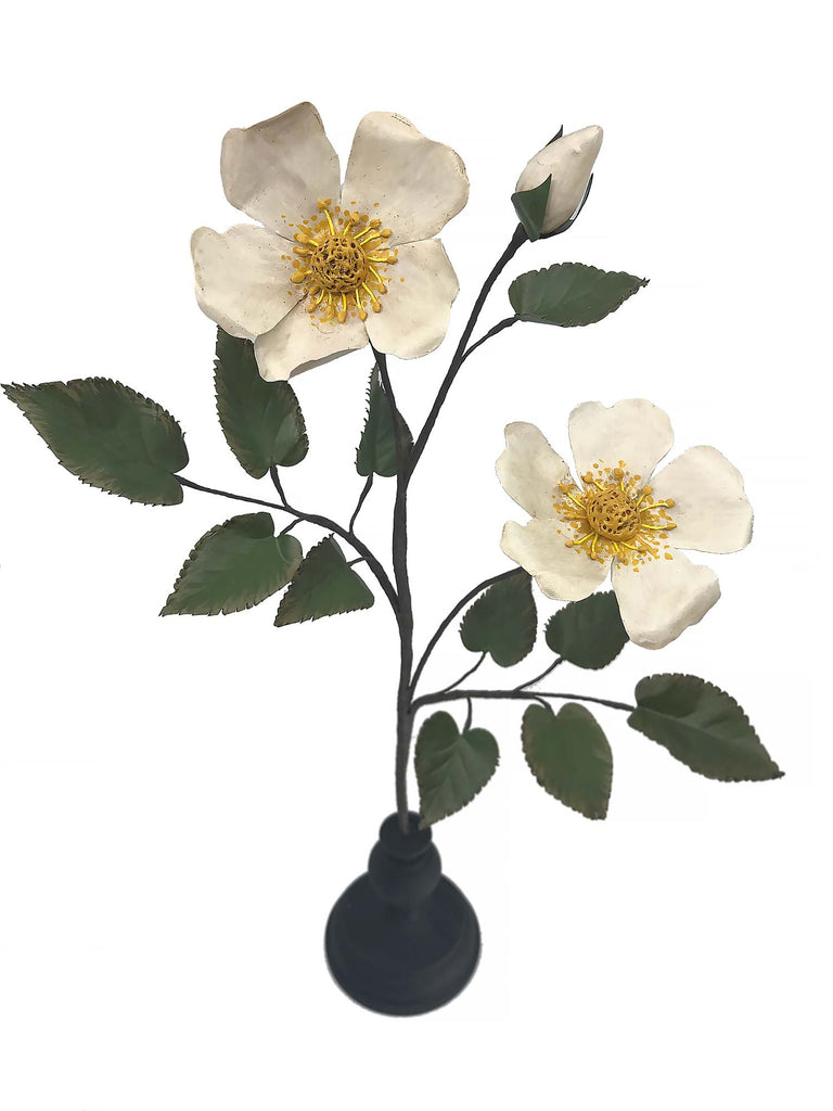Eglantine Rose Specimen - White